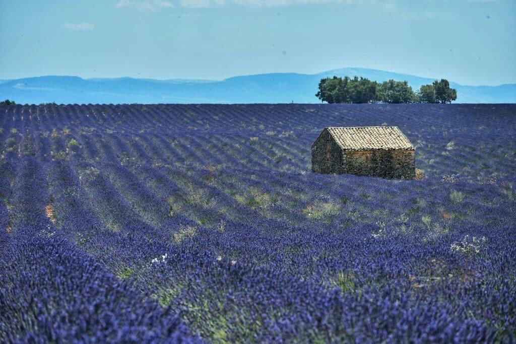 provencal house lavender field