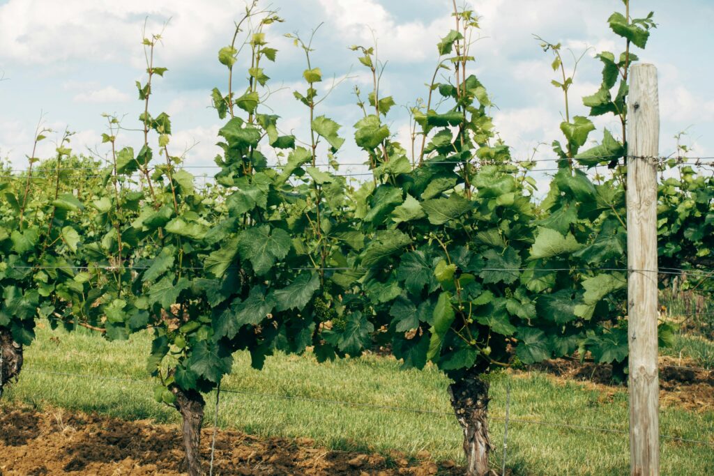 Achat domaine viticole Var vignoble AOC Bandol et investissement oenotourisme