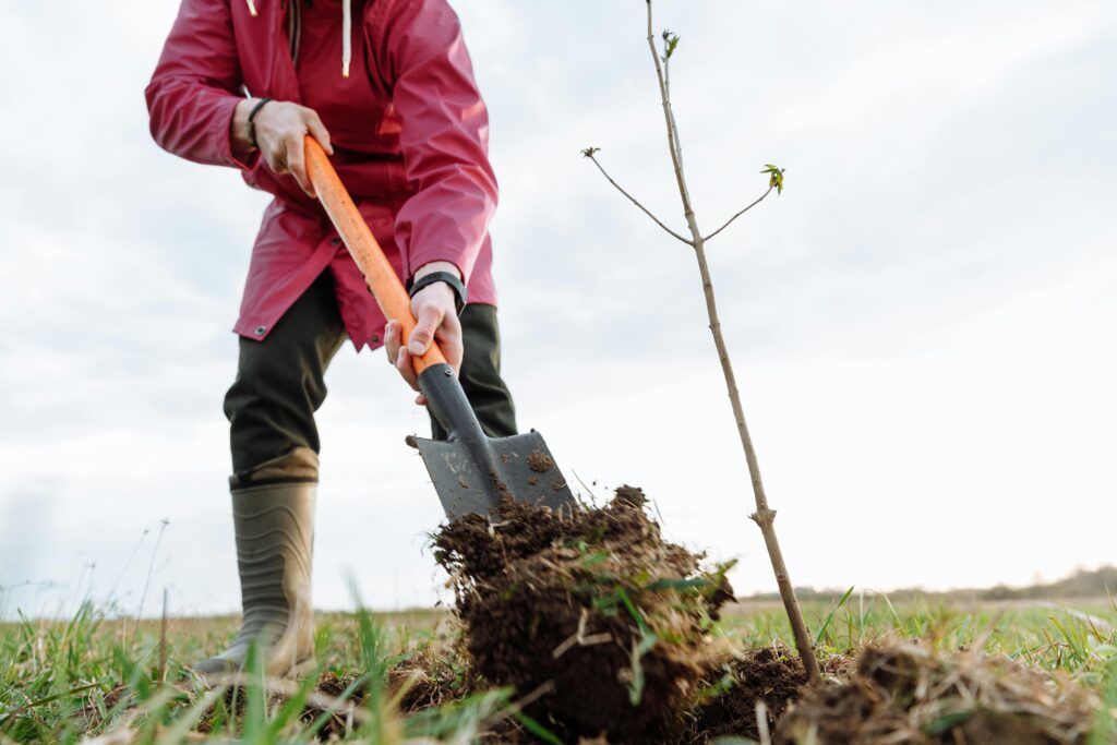 Plantation d un cypres de provence dans le sol