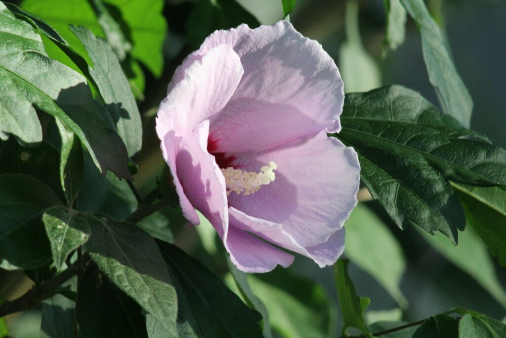 Gros plan sur une fleur d'althéa mauve au cœur pourpre entourée de son feuillage vert lors de sa période de floraison.